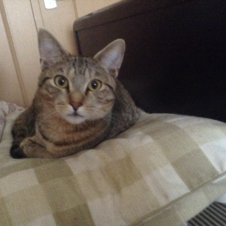 にゃーちゃんのカバー写真