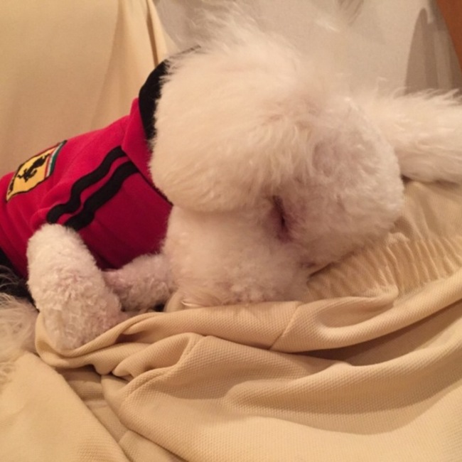 ルハのカバー写真