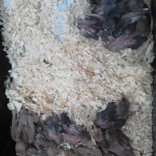 桜雛里親さん募集します。