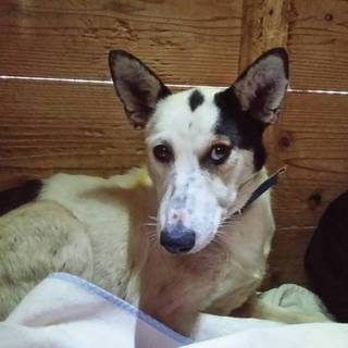 この子を助けてください。