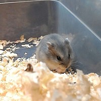 八咲（はっさく）