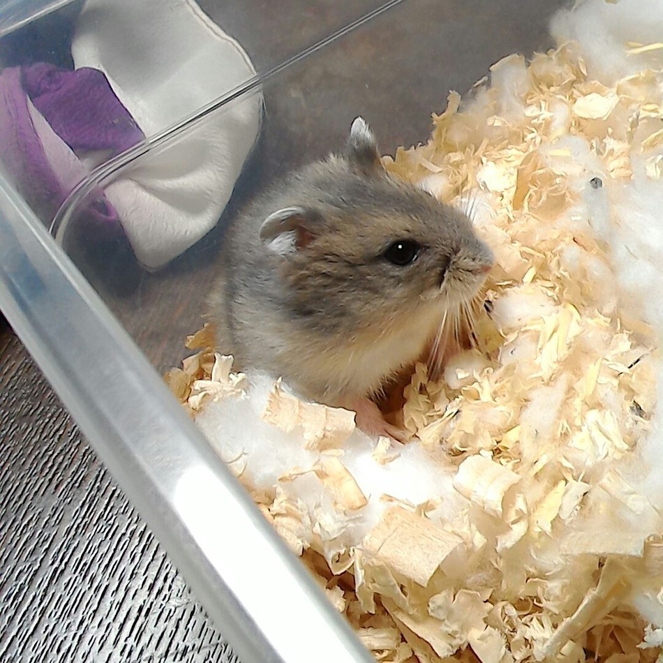 八咲（はっさく）のカバー写真