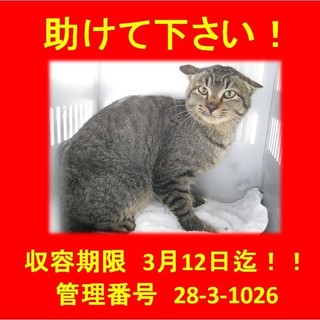 命の期限が目前！保健所で待ってます！