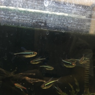 熱帯魚の里親募集です