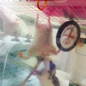 ラット生後2ヵ月 動画あり オス 