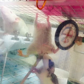ラット 生後2ヵ月 動画あり メス