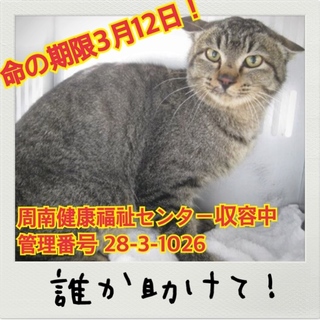 助けてください！命の期限が迫っています！