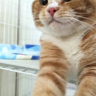 ありがとうございました！新しい家族が決まりました。