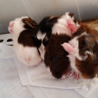 モルモット赤ちゃん