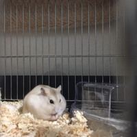 ごまちゃん