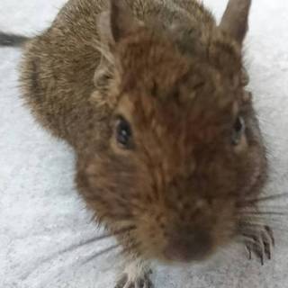 デグー４匹の里親募集！