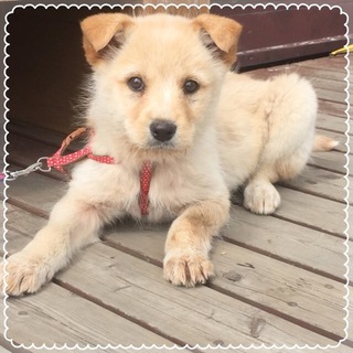 カフェオレ色のテリア風の可愛い子