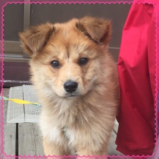 フワモフの可愛い女の子