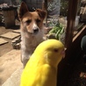 庭の住人 さん