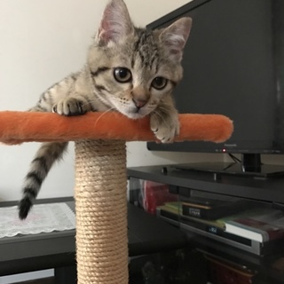  【トライアル中につき一旦募集は休止中】