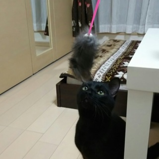 超絶甘えん坊☆僕のママになってください！