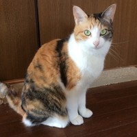 みみ