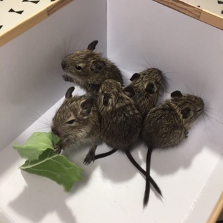 デグーの赤ちゃん