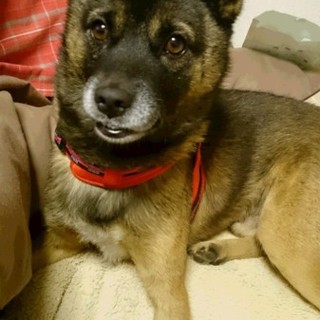 かんちゃんの家族募集