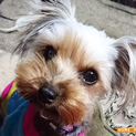 大分：ヨーキーの女の子、ぽぽです♪