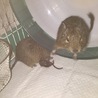 デグーの赤ちゃん サムネイル2