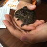 デグーの赤ちゃん サムネイル3