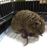 デグーの赤ちゃん サムネイル5