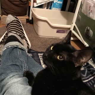 甘えん坊のニコ　去年5月生まれ