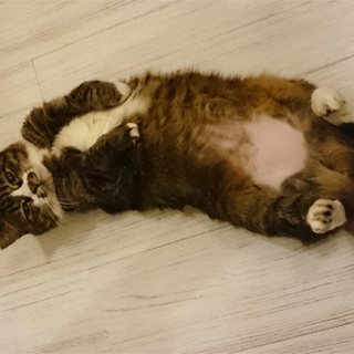 大きな瞳の甘えん坊、タビちゃんです