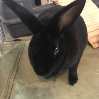 黒ミニレッキスの女の子です