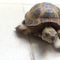 ロシアリクガメ里親募集