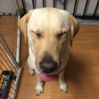 樹里