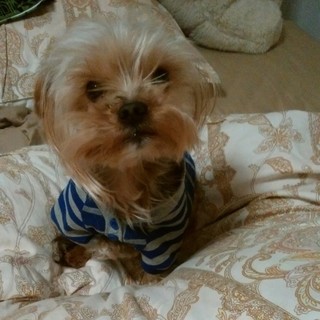人なつっこいヨークシャーテリアです
