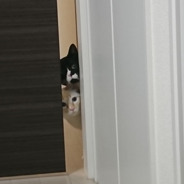 あ！探検隊がこっちを覗いてる！