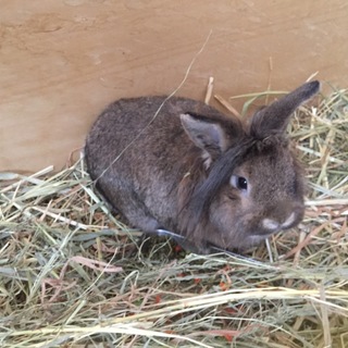 ライオンラビットMIX 有難うございました