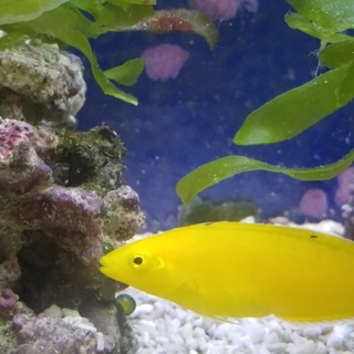 里親決まりました。