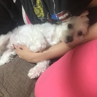 里親募集中です