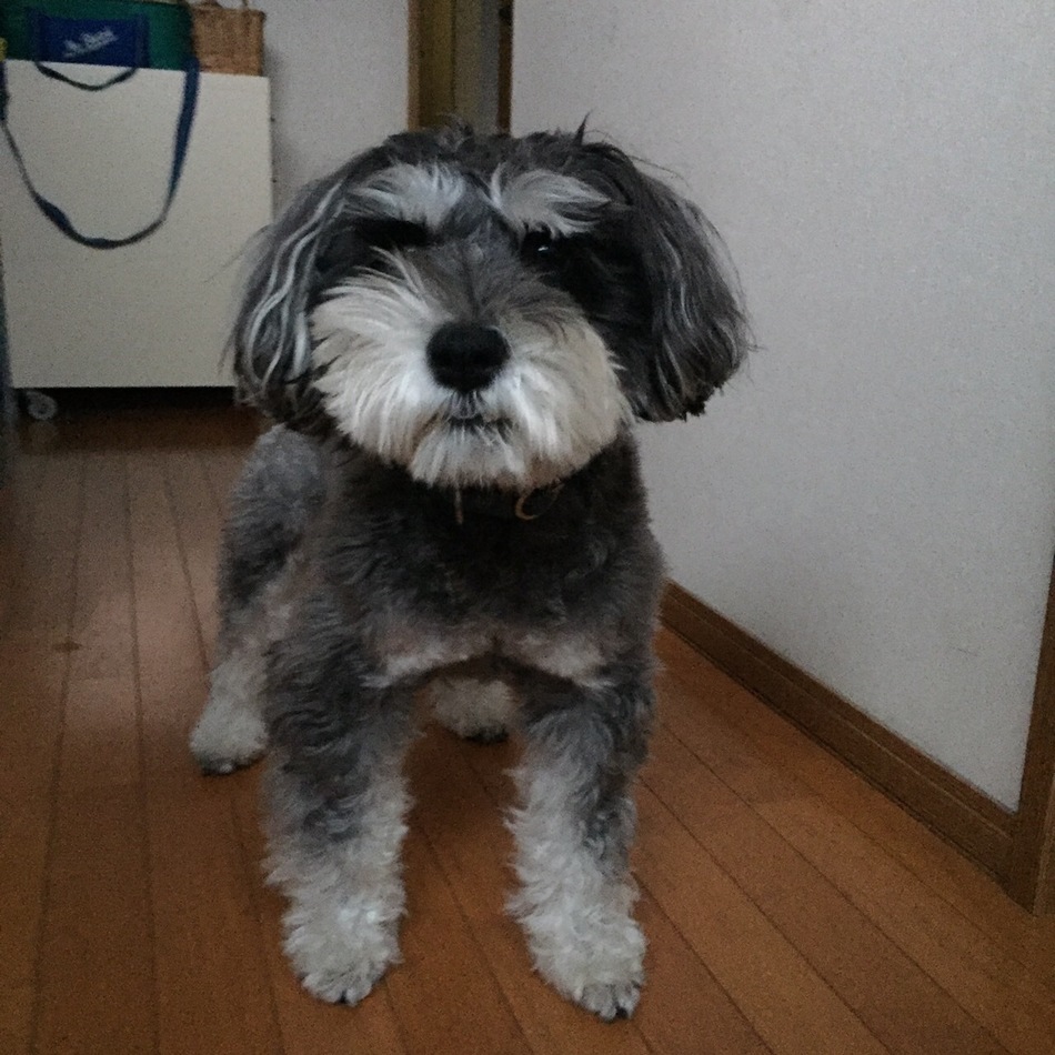 オリバーのカバー写真