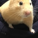 ハムスター キンクマ × パイド  赤ちゃん