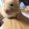 ハムスター キンクマ × パイド  赤ちゃん サムネイル2