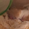 ハムスター キンクマ × パイド  赤ちゃん サムネイル3