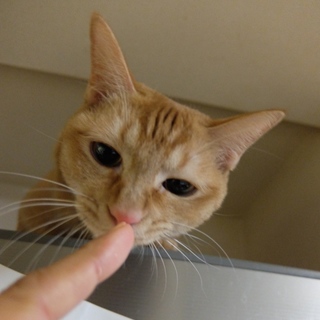 虐待現場で育ったカエデちゃん☆里親決定