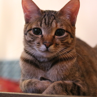 一旦募集停止★タレ目の癒し系甘えん坊のアズちゃん