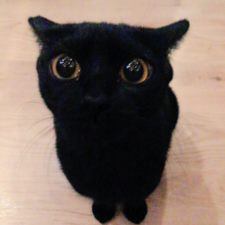 一旦募集停止★実写版ジジ？ツヤツヤ黒猫ちゃん