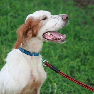 無邪気で真っ直ぐなセッター