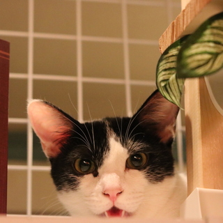 のんび〜りマイペース一緒にくつろぎたい子