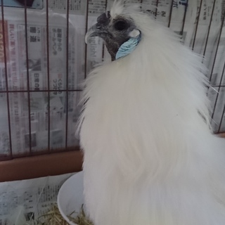 【3月末引越のため緊急】烏骨鶏の男の子です