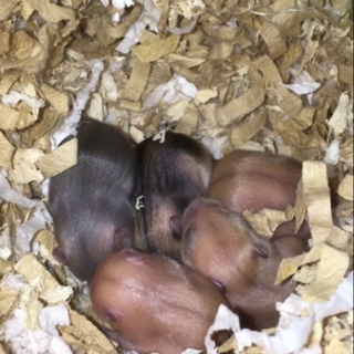 ジャンガリアンハムスターの赤ちゃん5匹