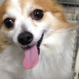 里親募集 7月15日までなのでお急ぎです