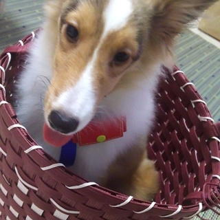 子犬シェルティ 里親決まりました